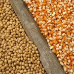 Soybean Export Inspections Climb While Corn and Wheat Decline — NewsDakota