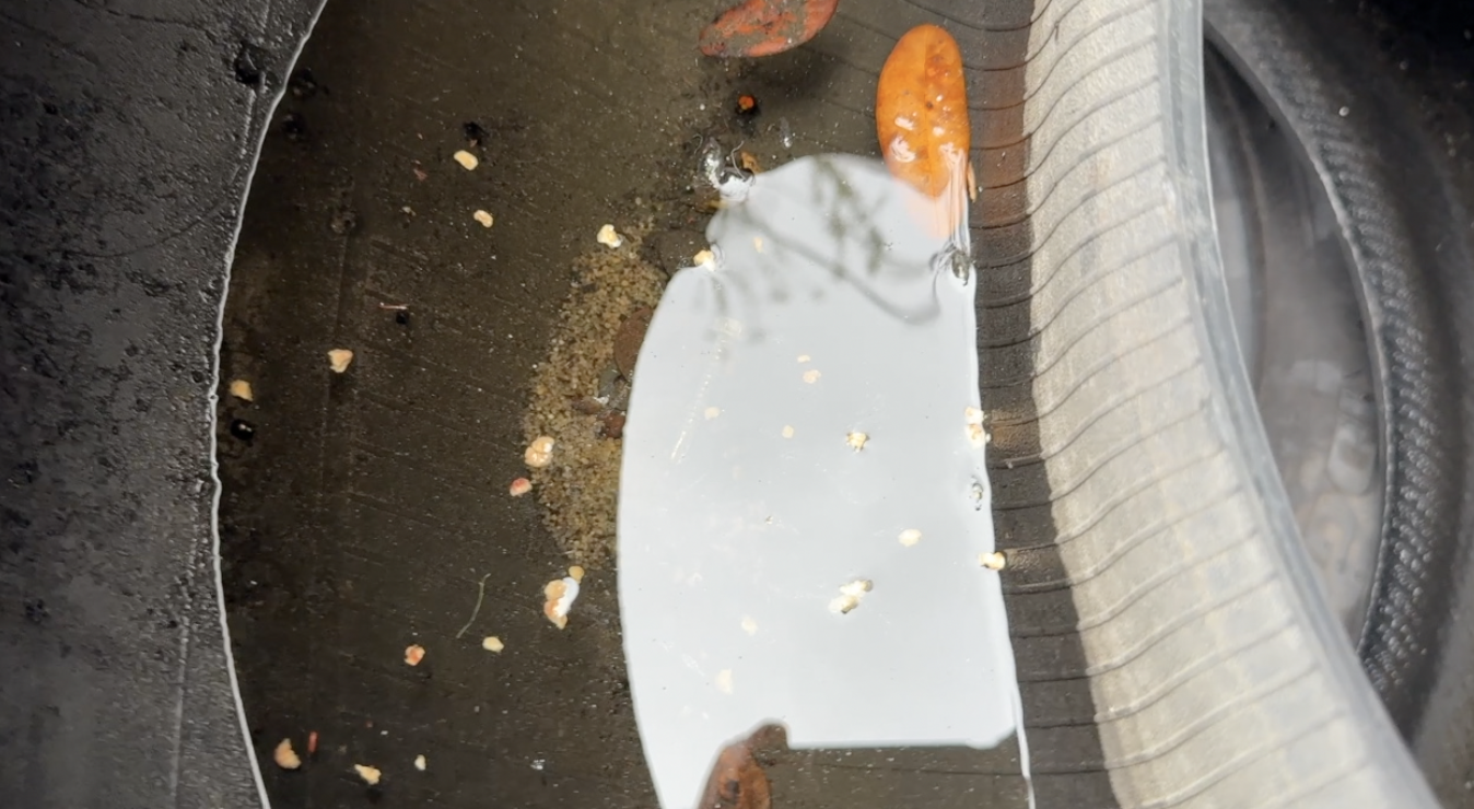 Dengue response: What Tampa Bay 28 found at a West Tampa tire shop — WFTS ABC Action News Tampa